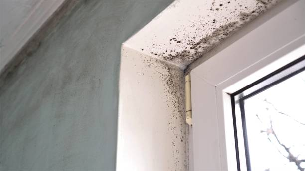Рост плесени в углу стены возле окна указывает на сырость и плохую вентиляцию в помещении.